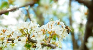 fleurs d'amandier