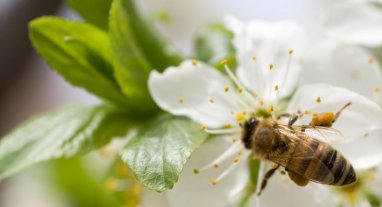 abeilles butinant une fleur