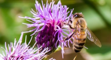 abeille butinant une fleur violette