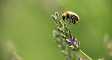 conservation gelée royale