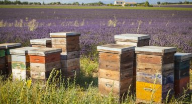 Ruches devant un champ de lavande, récolte gelée royale