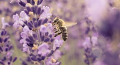 Abeille butinant des lavandes 